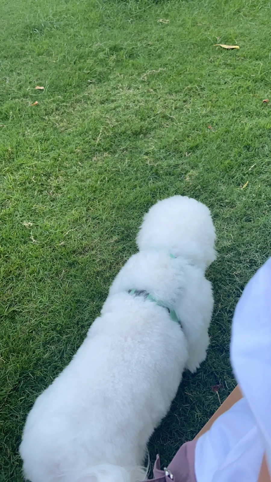 ไฮด์โดะฮับ pets image 11