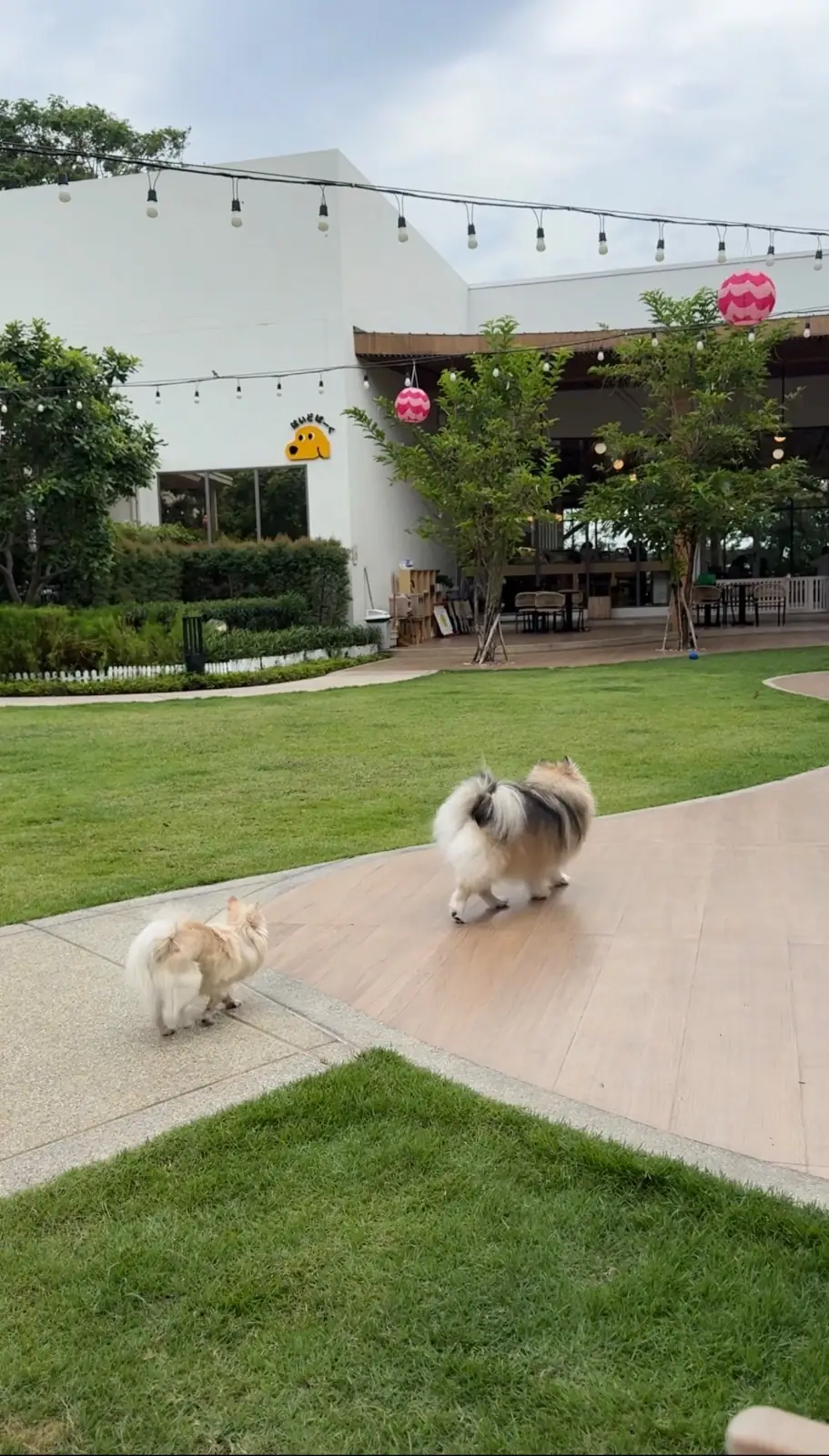 ไฮด์โดะฮับ pets image 9