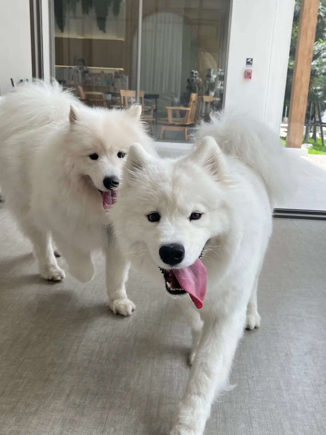 ไฮด์โดะฮับ pets image 38