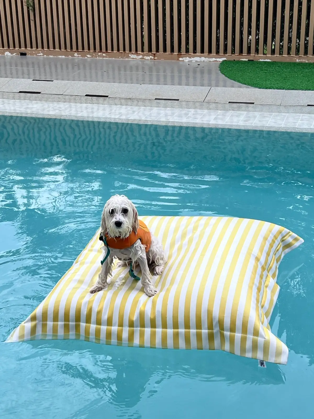 ไฮด์โดะฮับ pets image 19