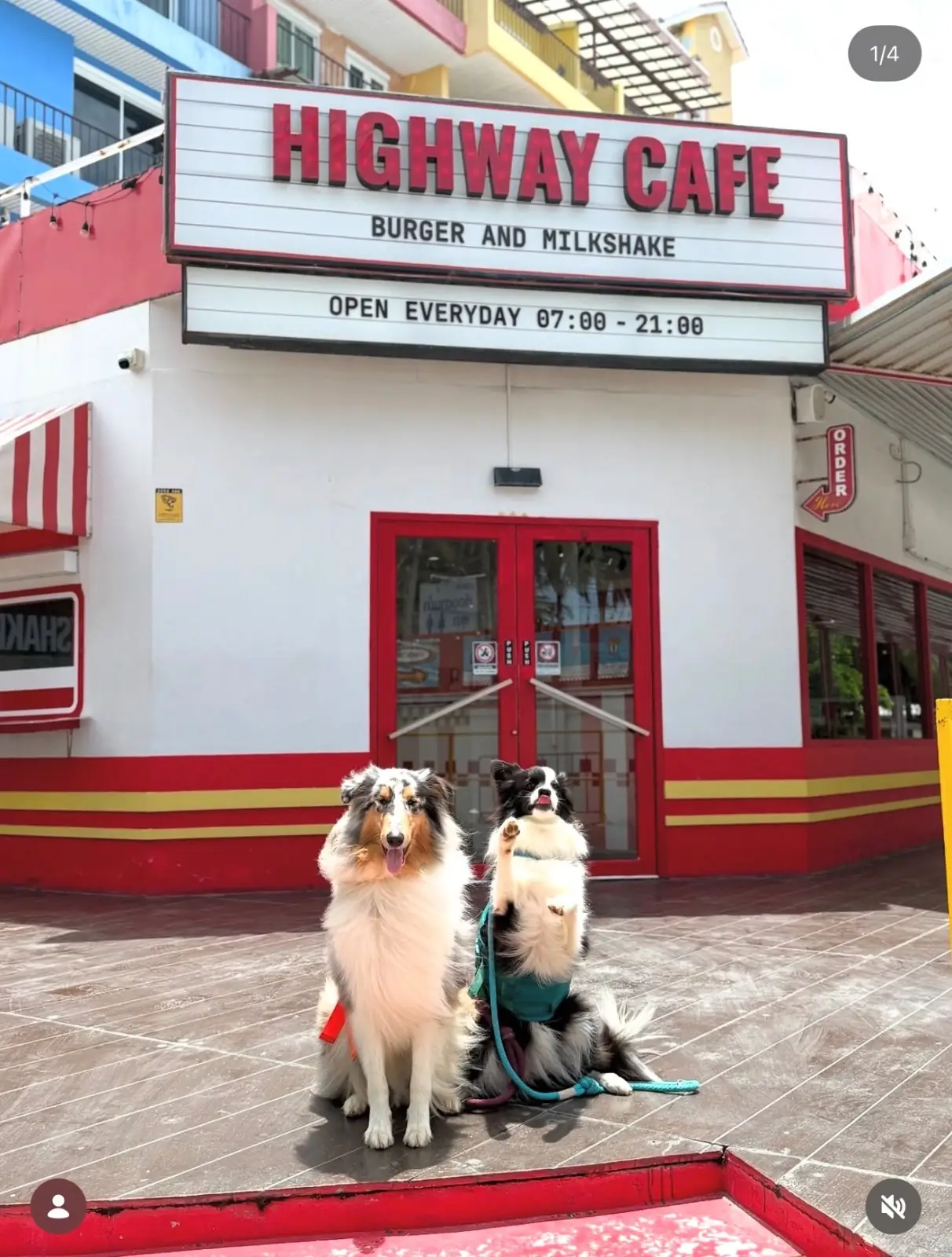 ไฮเวย์ คาเฟ่ pets image 1