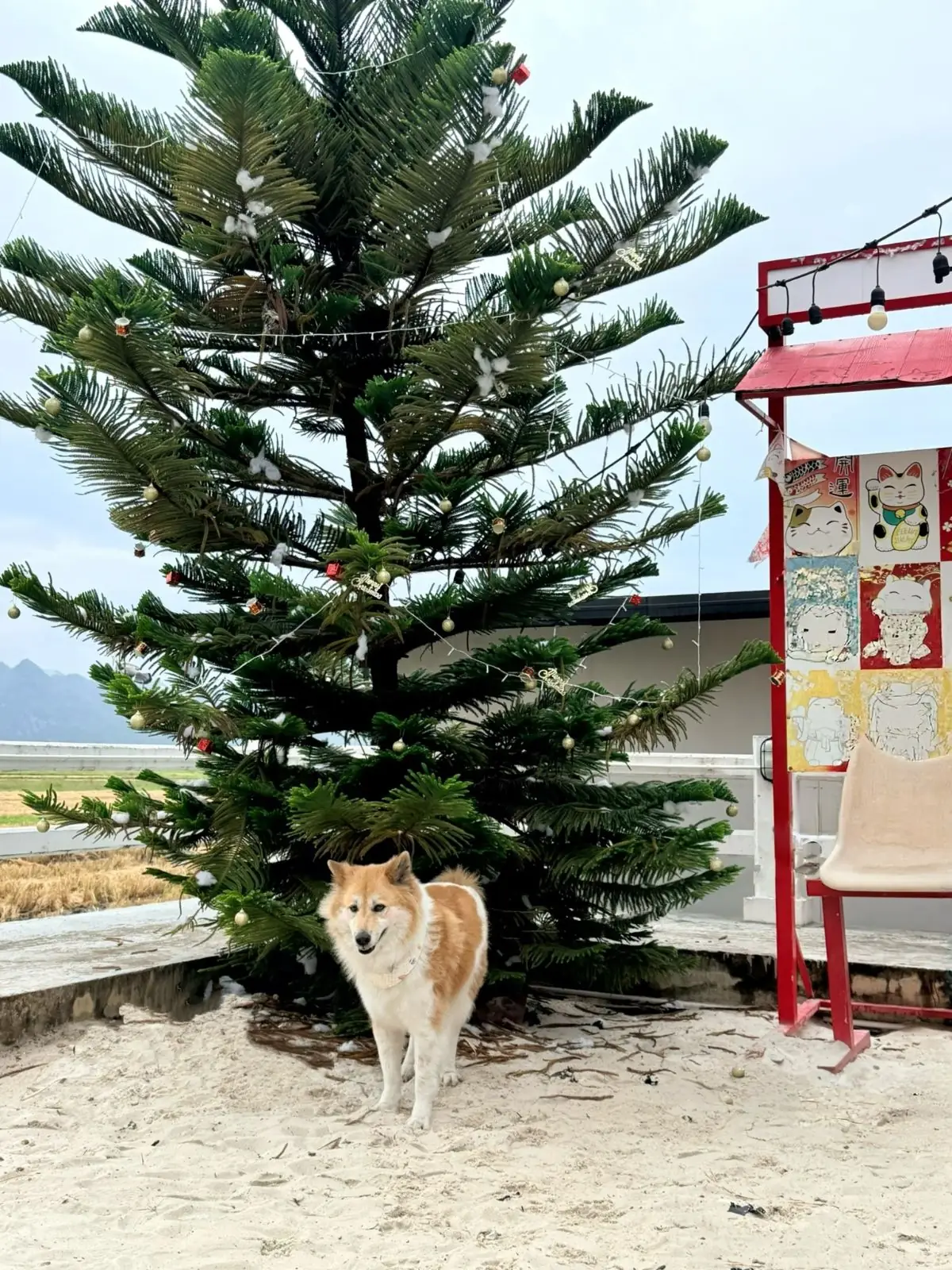 ฮักนา cafe & แซ่บนัว pets image 4