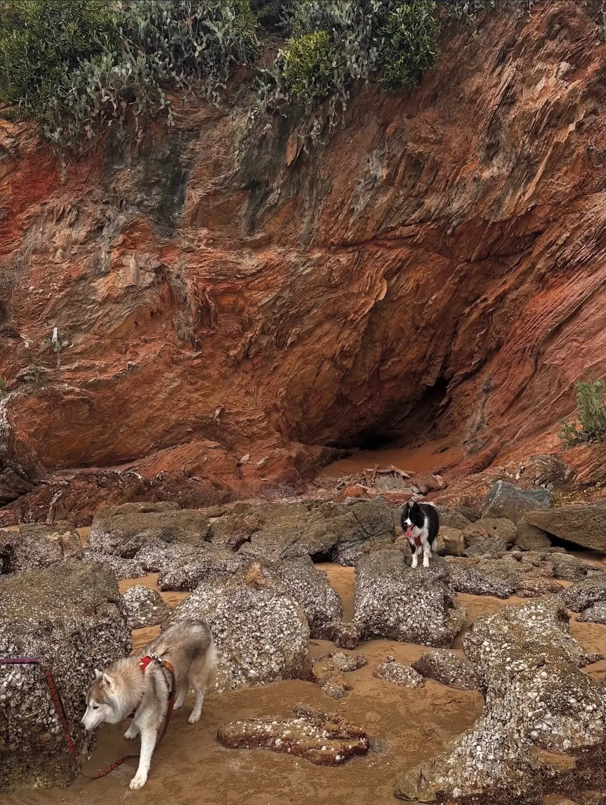 หาดคุ้งทราย pets image 2