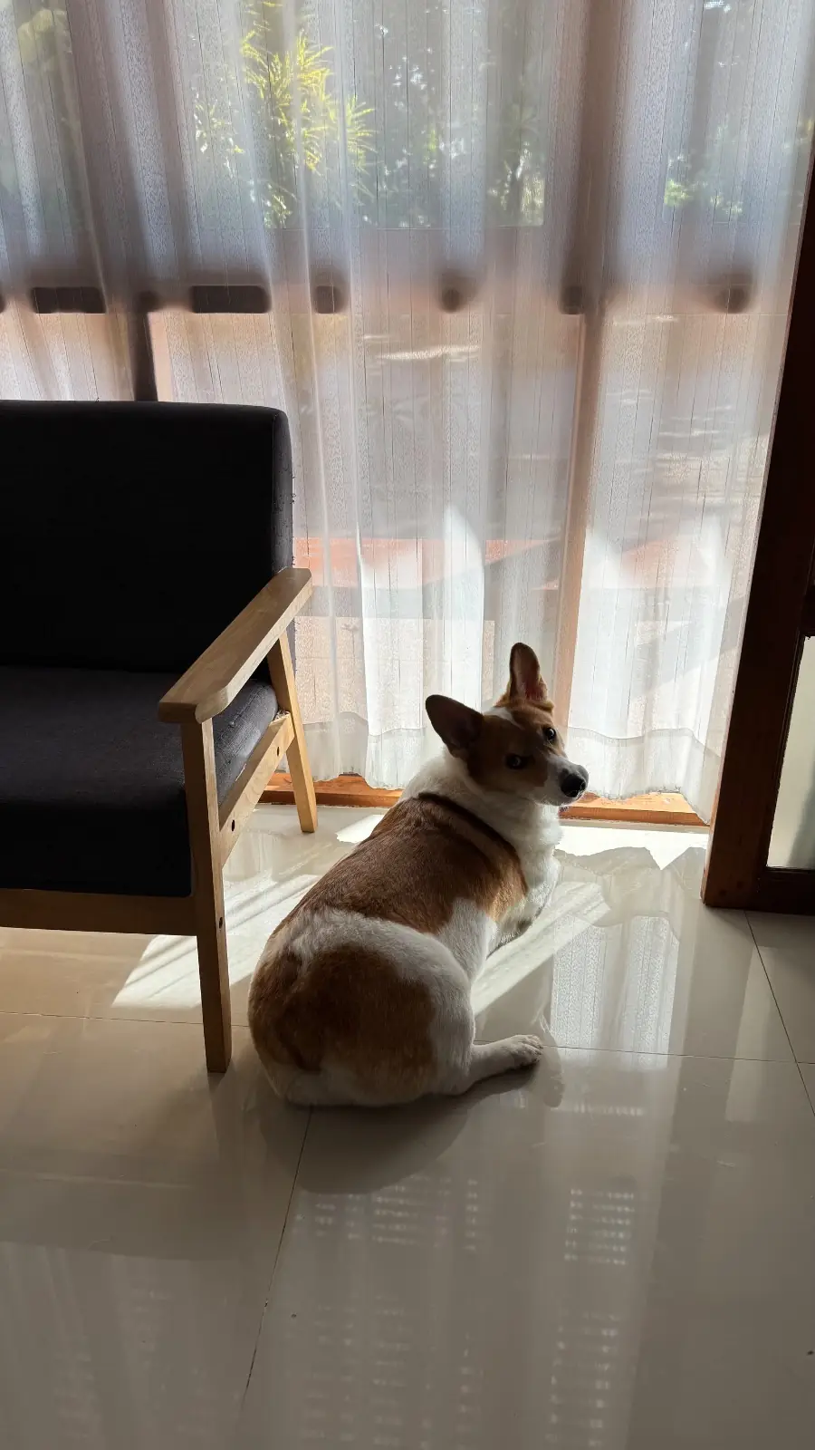 ท่ามะโอ บูทีค โฮมสเตย์ pets image 2