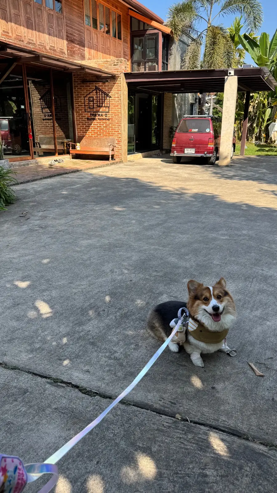 ท่ามะโอ บูทีค โฮมสเตย์ pets image 4