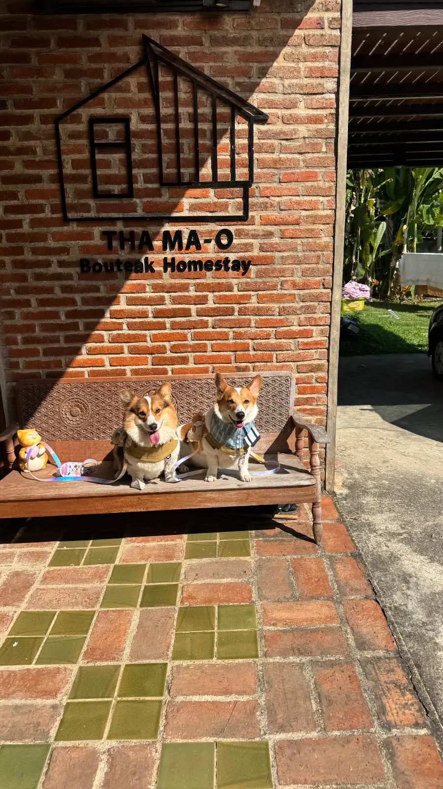 ท่ามะโอ บูทีค โฮมสเตย์ pets image 1