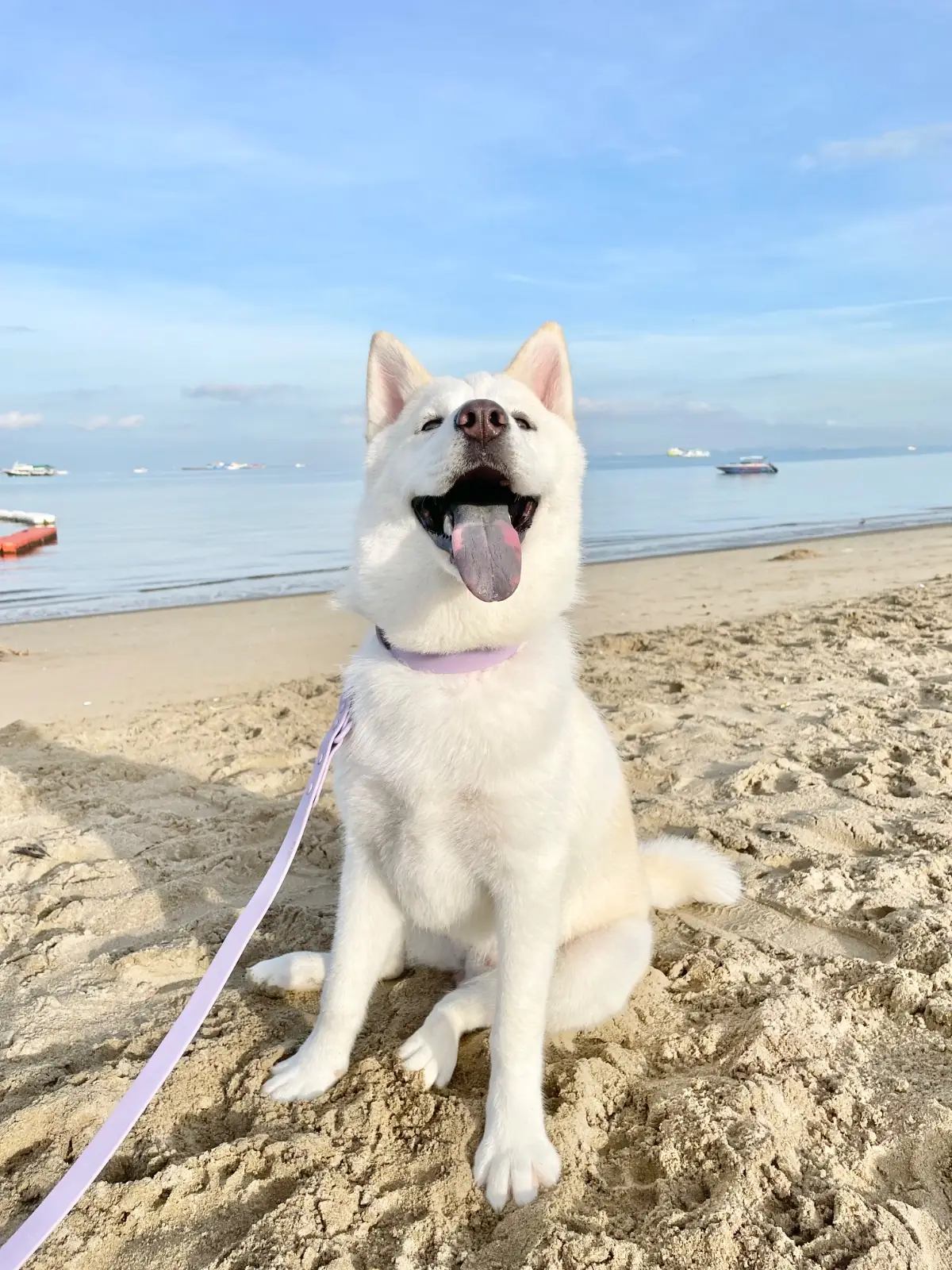 Bastaya Beach Hotel and Resort pets image 2