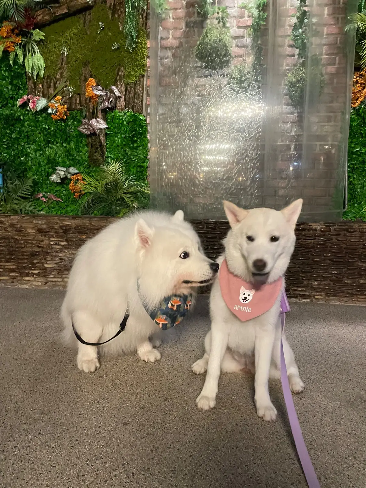 Bastaya Beach Hotel and Resort pets image 3