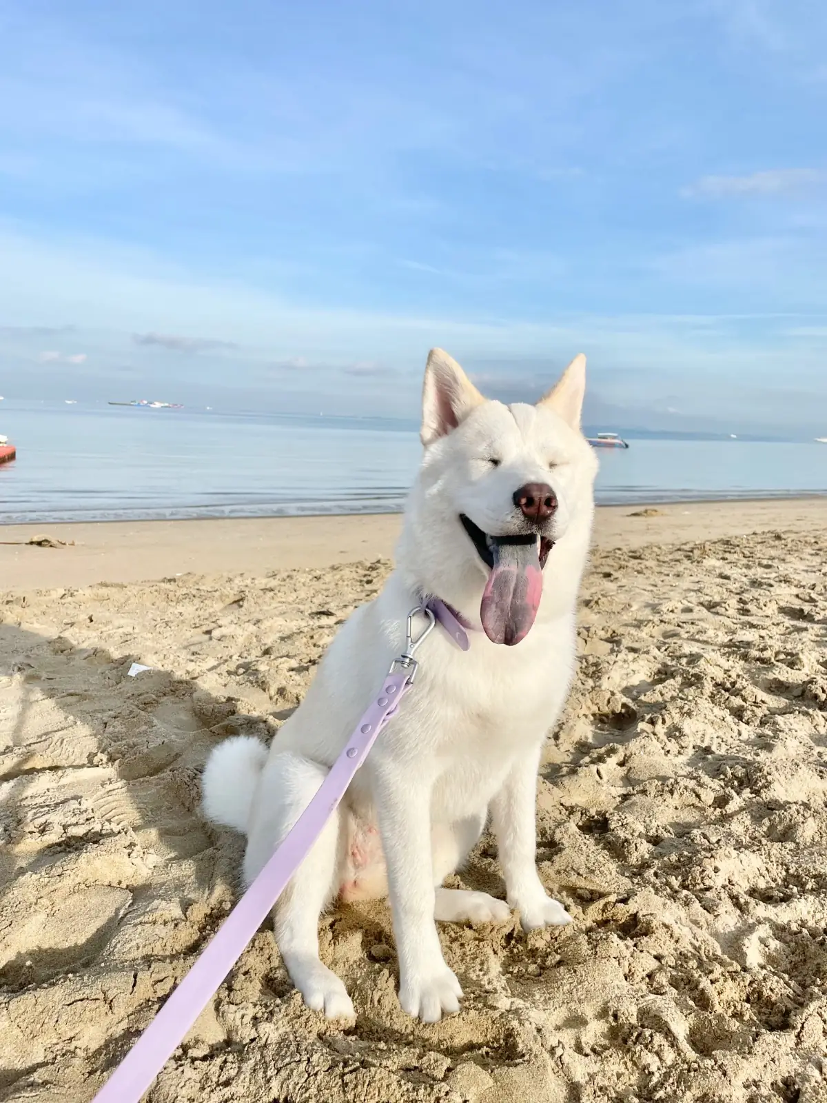 Bastaya Beach Hotel and Resort pets image 1