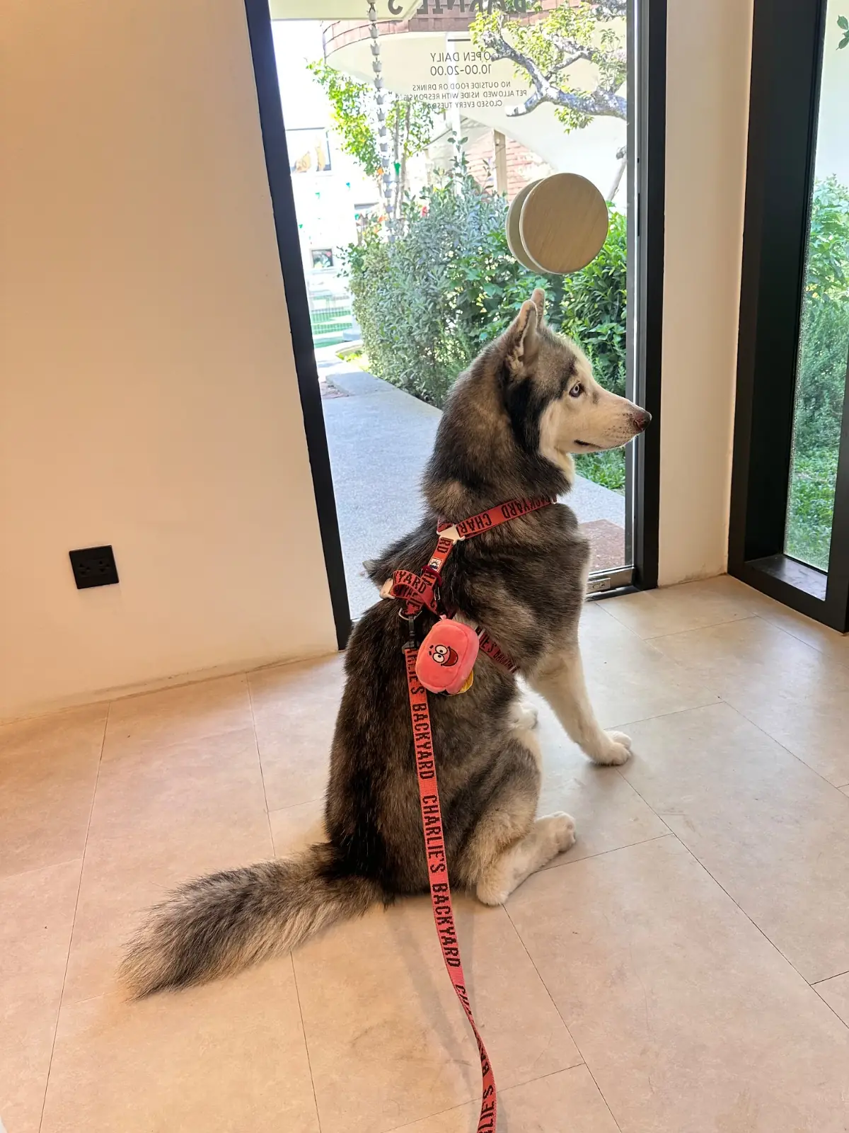 BARNIE'S pets image 2