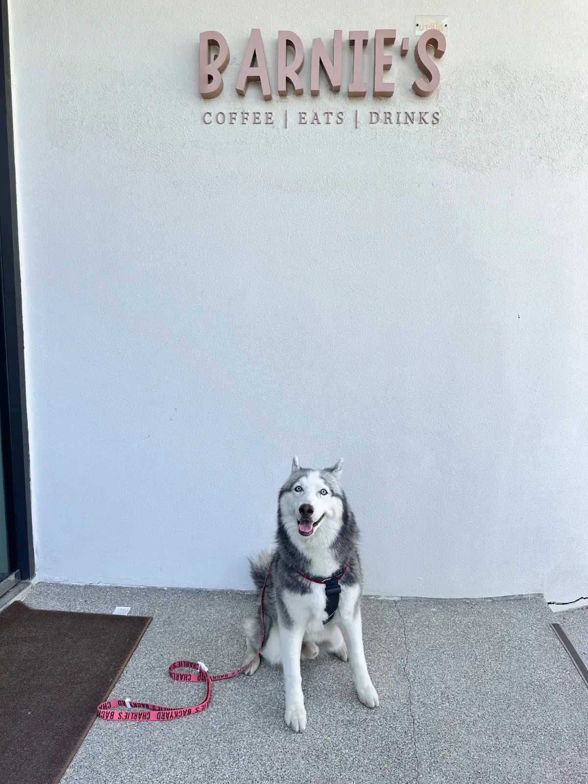 BARNIE'S pets image 1