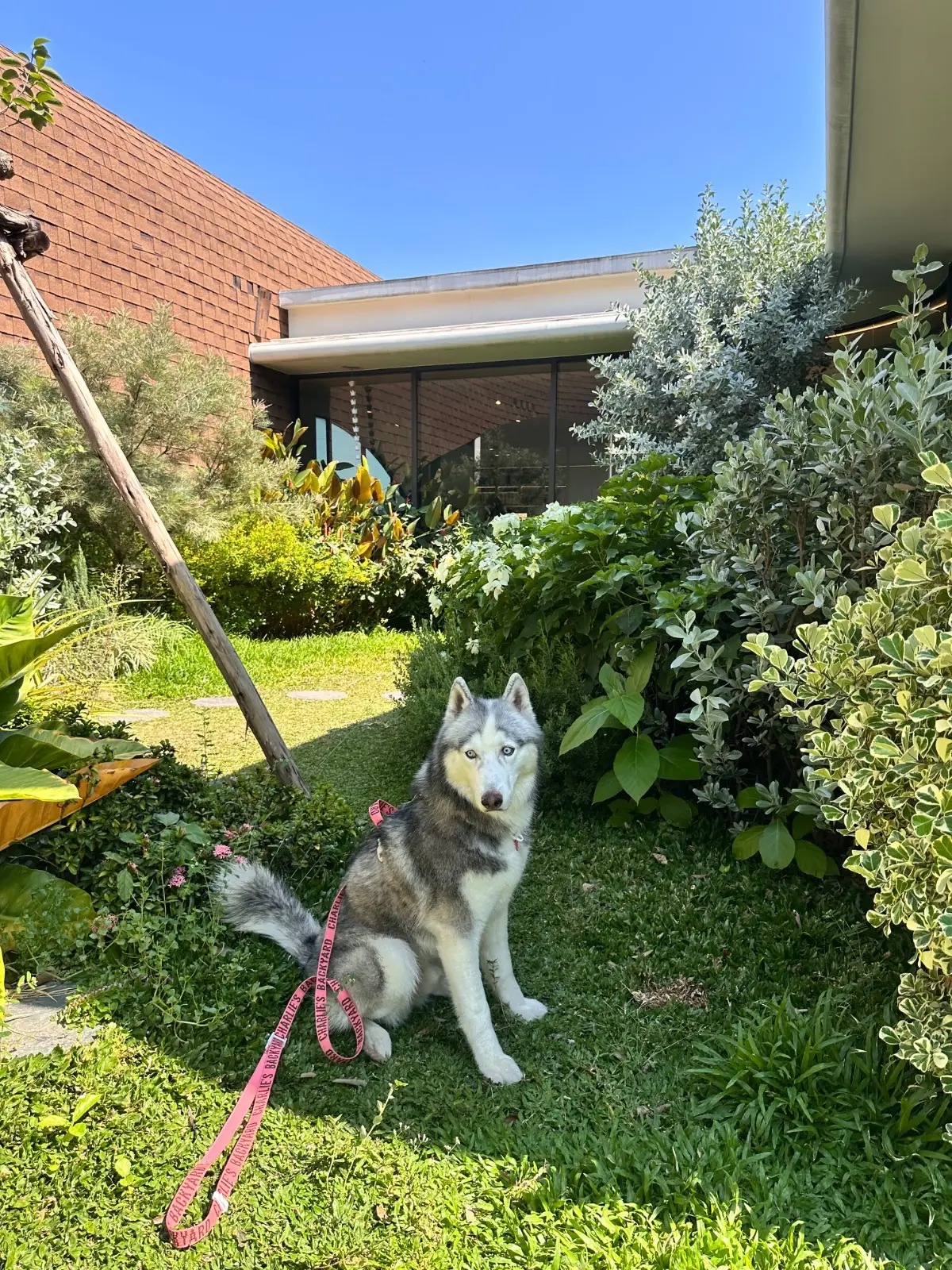 BARNIE'S pets image 3