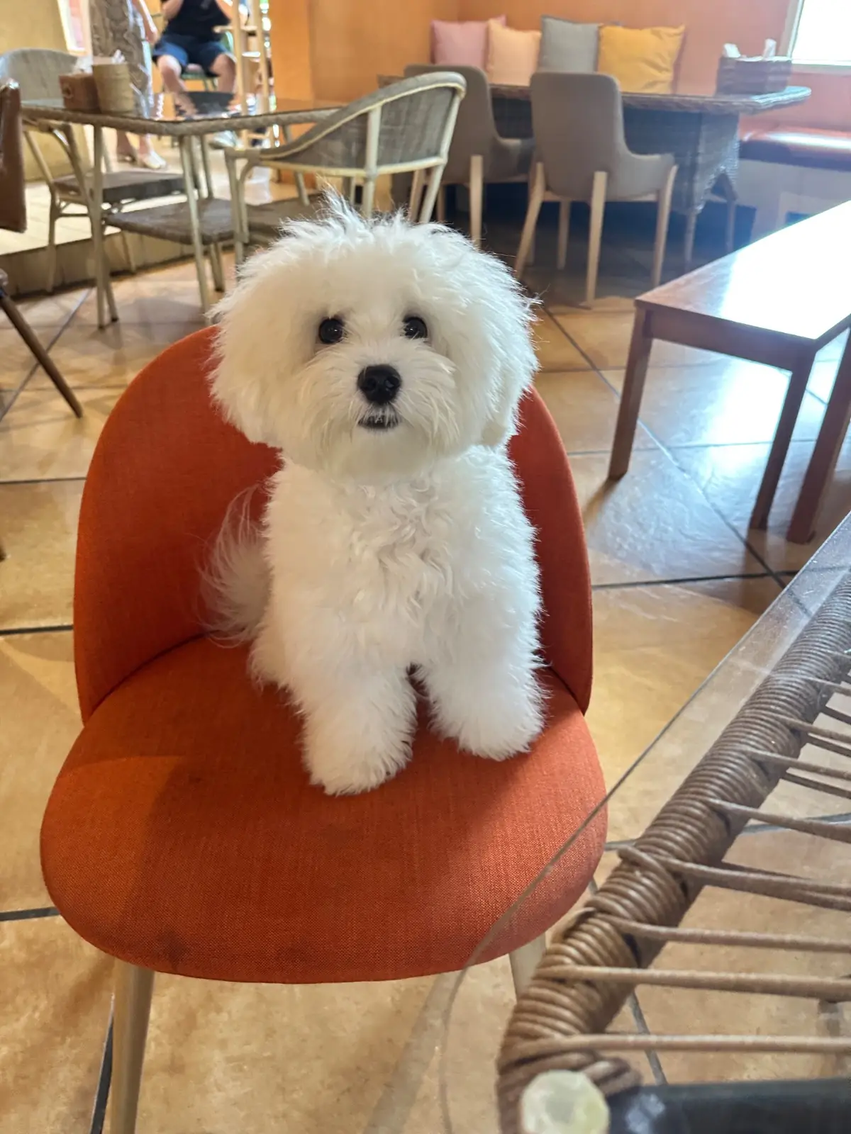นภนานา pets image 1