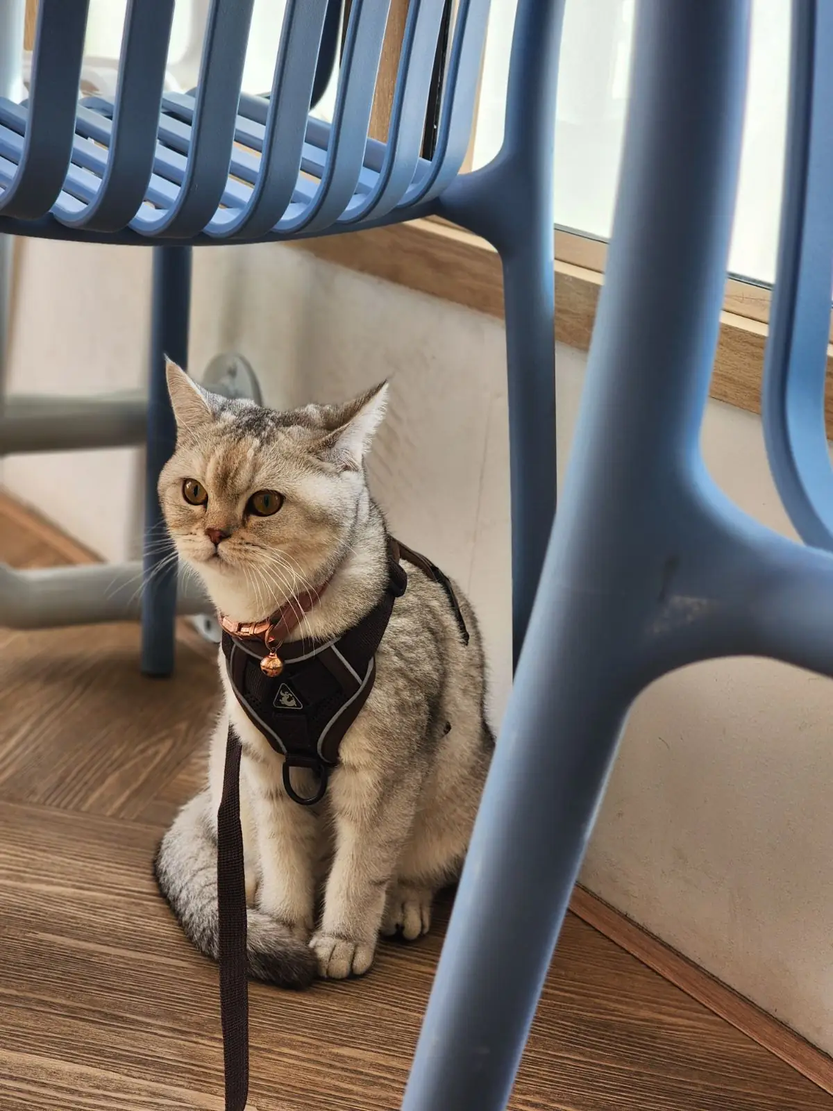 Velo Cafe - Cha Am pets image 1