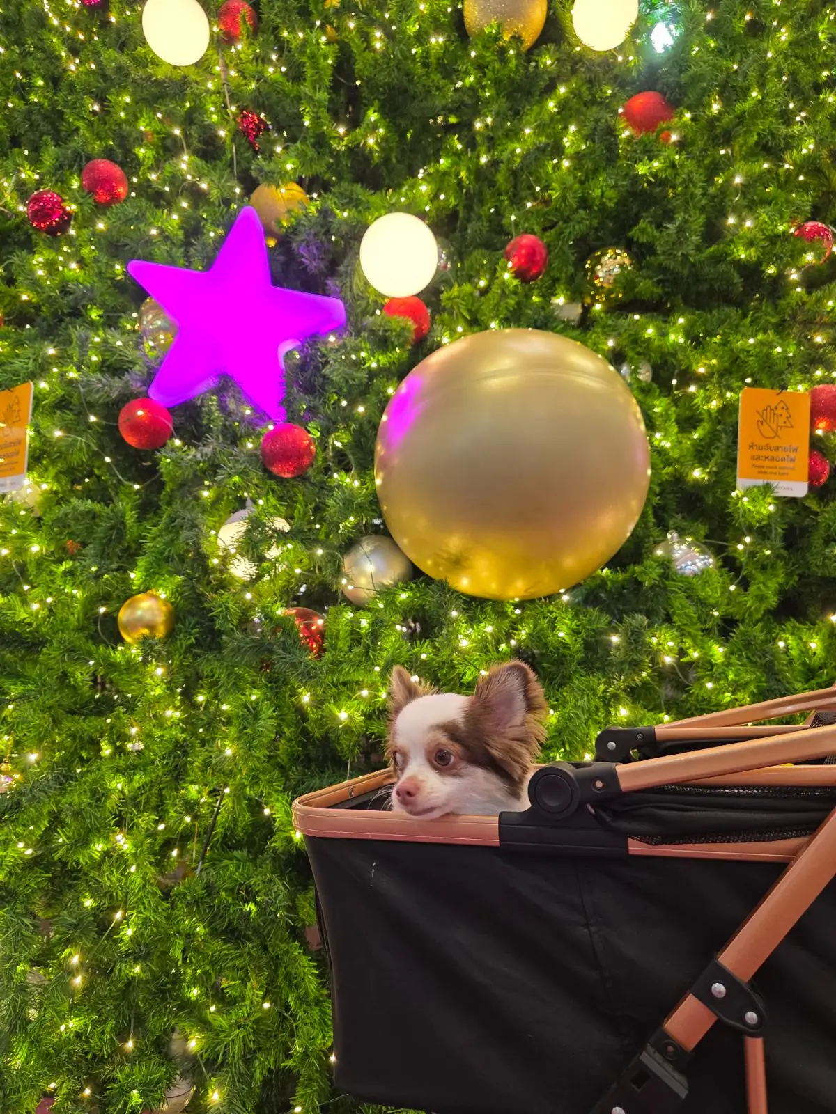 Central Eastville pets image 1