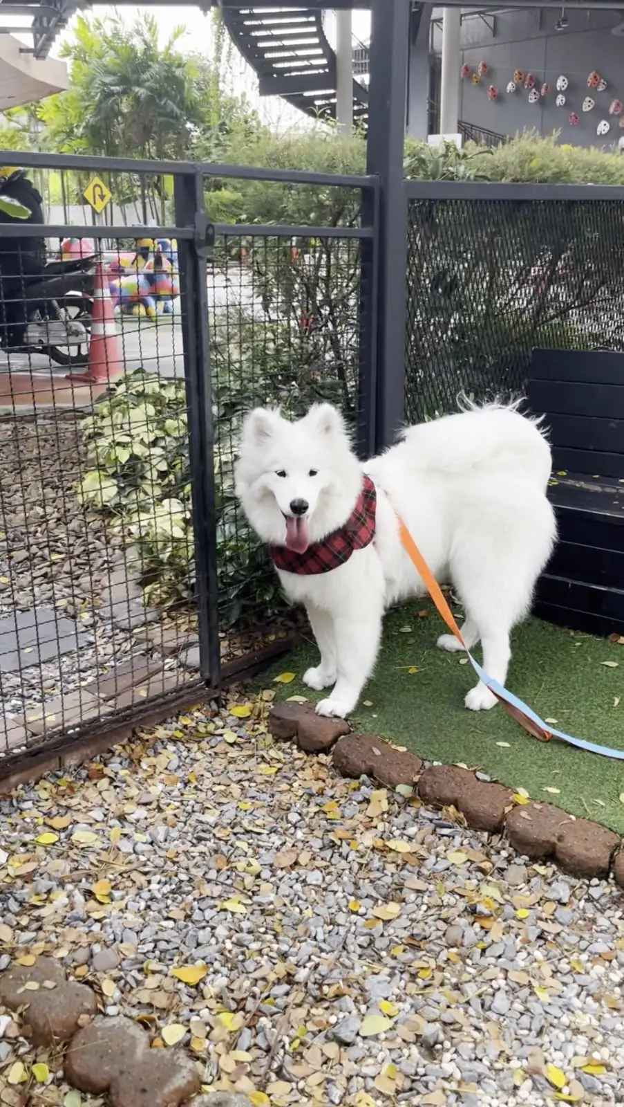 Central Eastville pets image 2