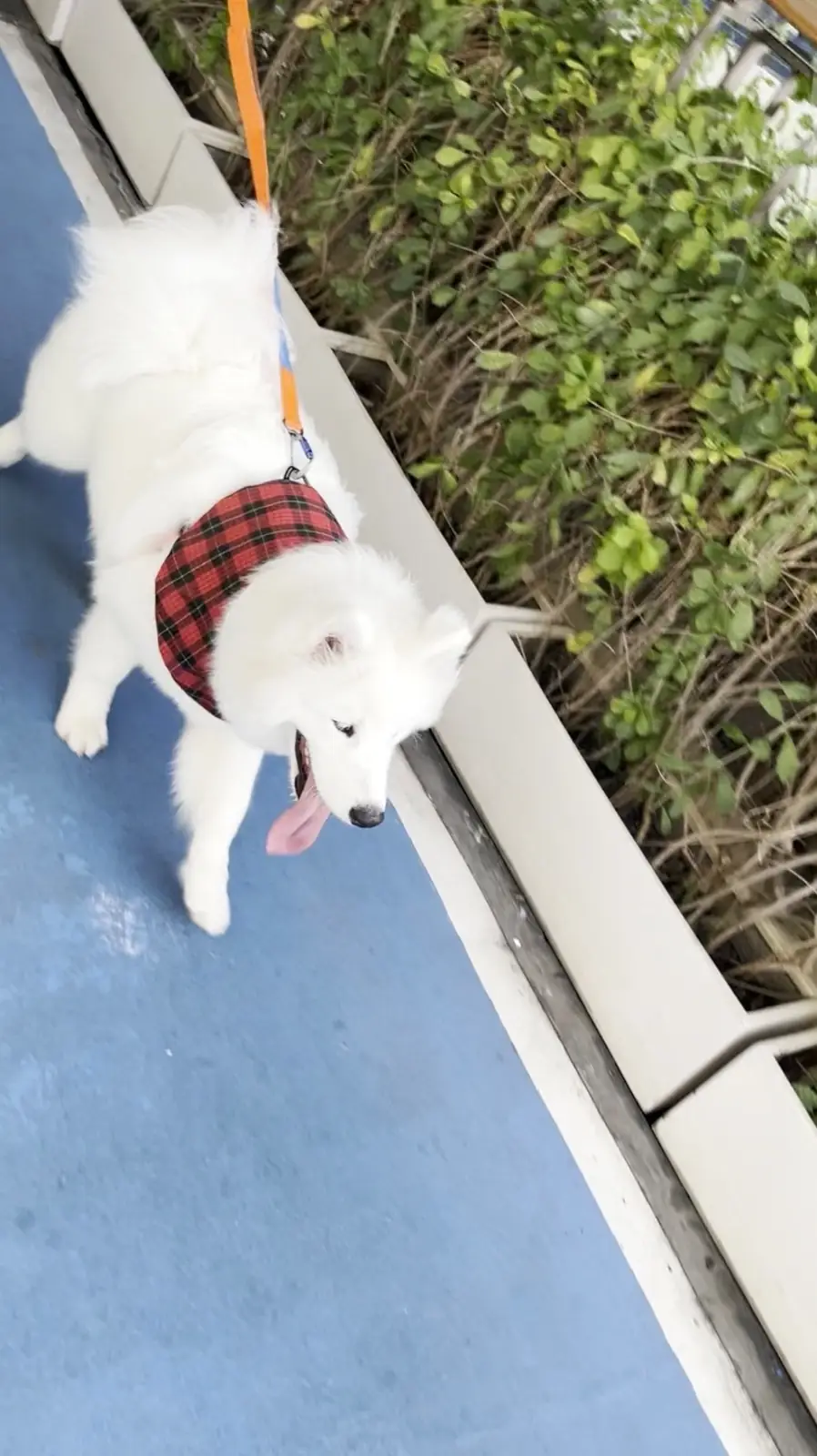 Central Eastville pets image 5