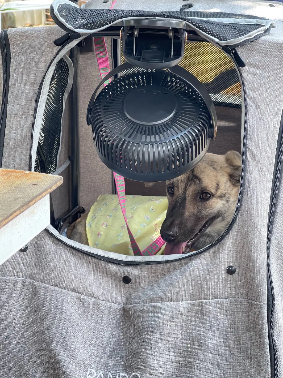 หนมจีนบ้านสวนพอเพียงผักเพียงดิน - ช้างกลาง pets image 2