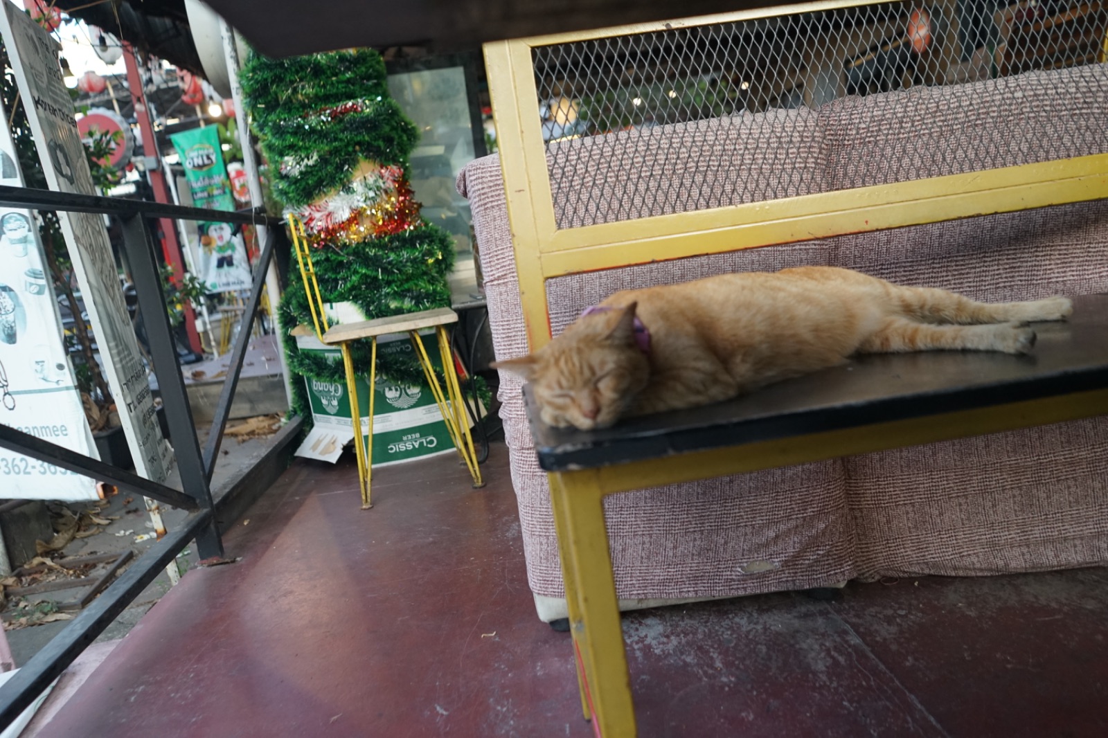 The Fold บ้านหมี pets image 4