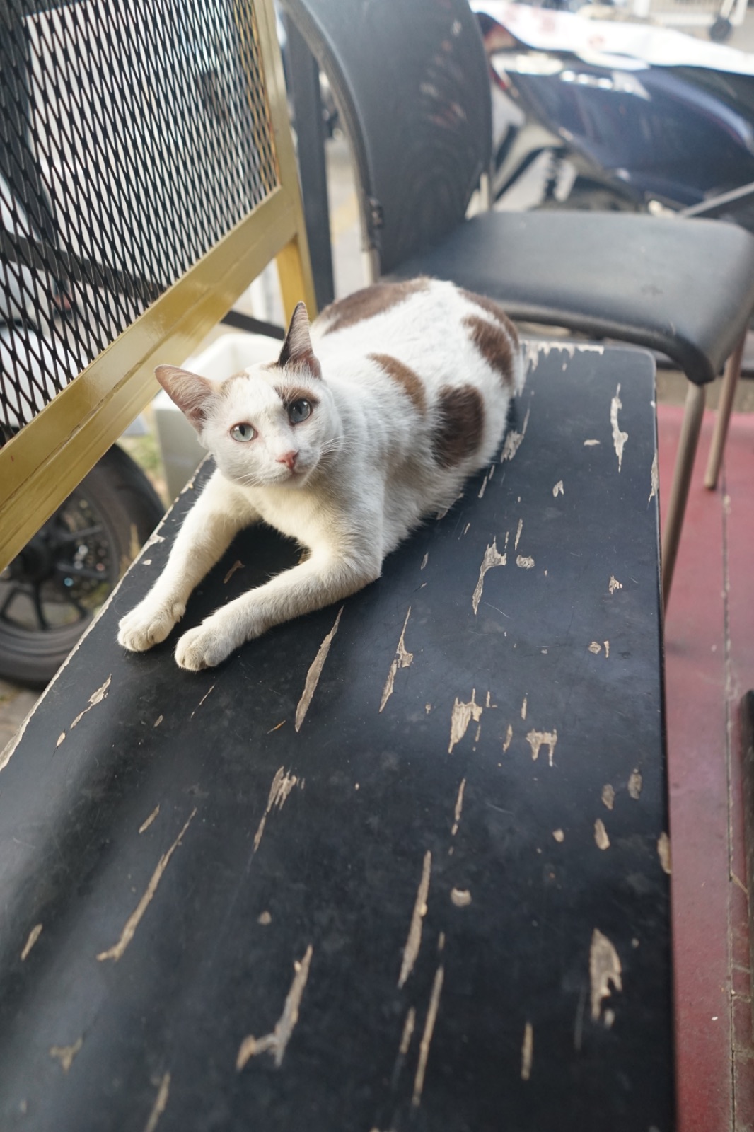 The Fold บ้านหมี pets image 6