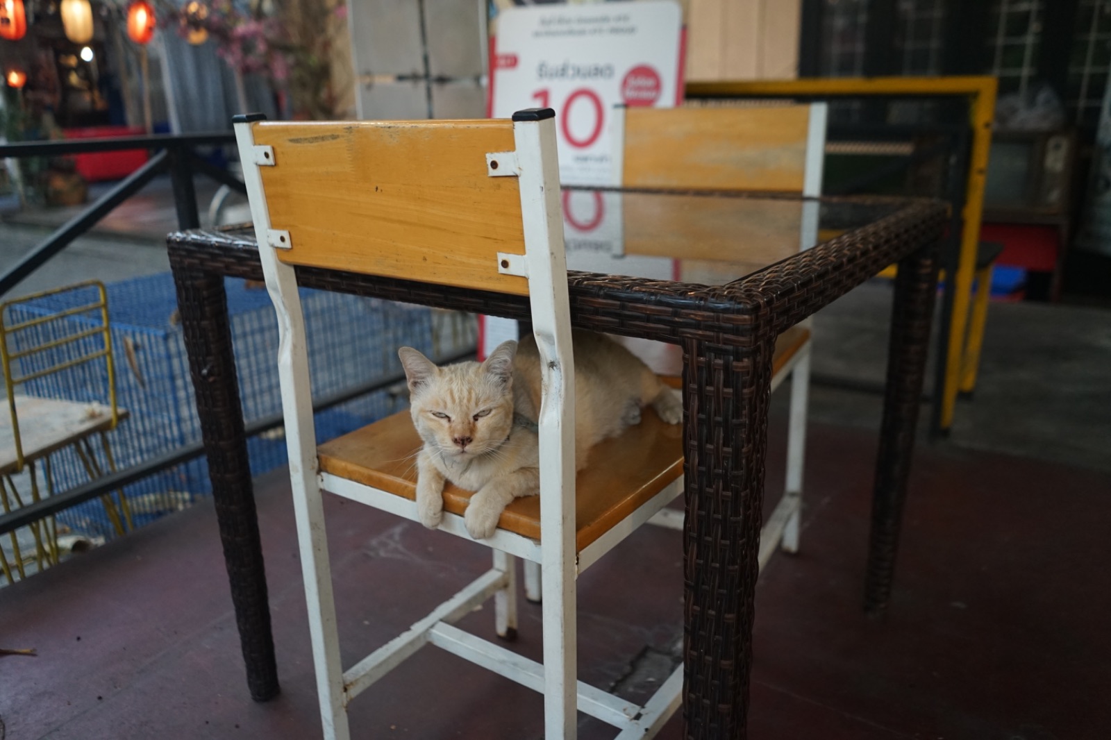 The Fold บ้านหมี pets image 5