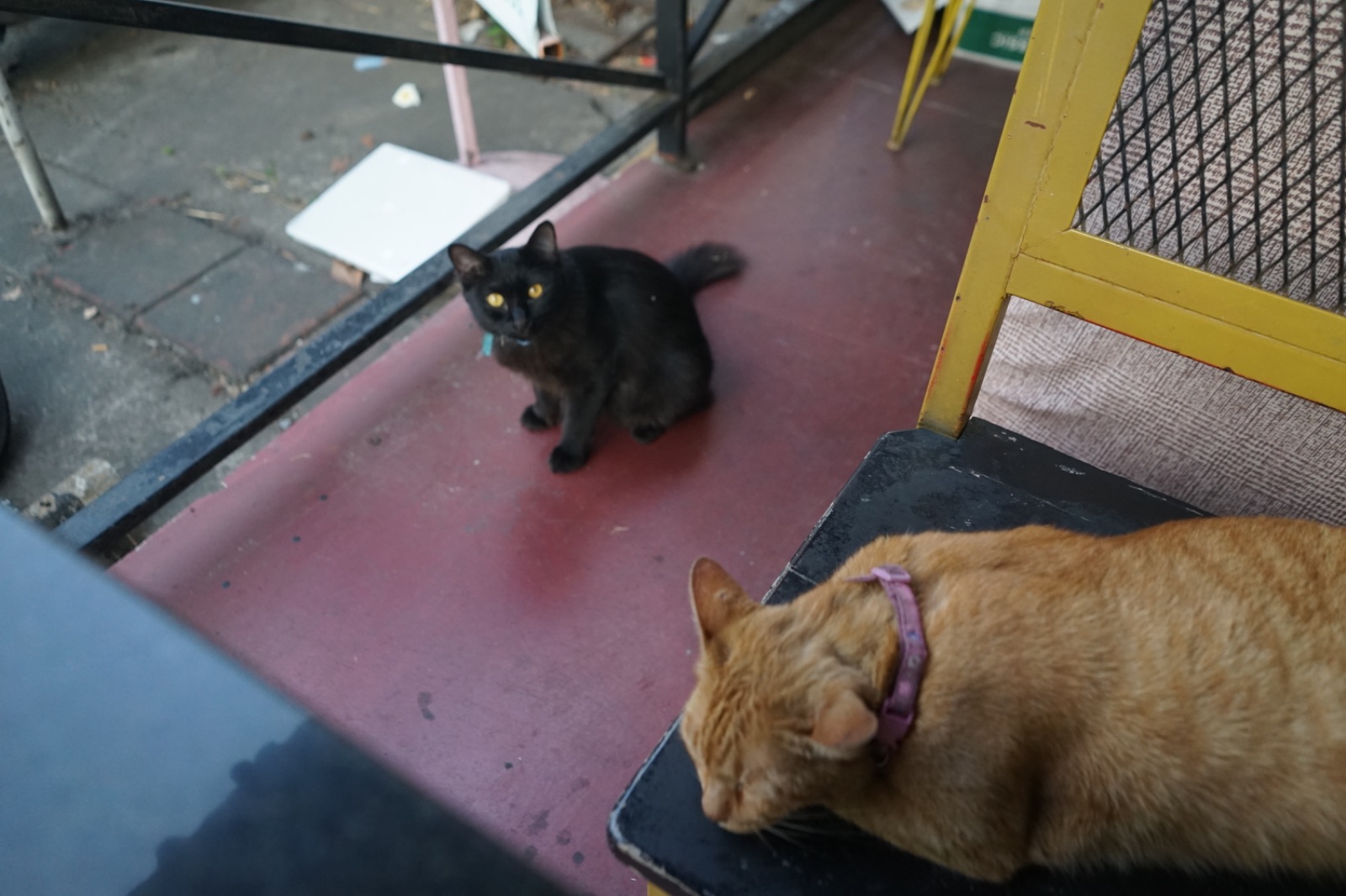 The Fold บ้านหมี pets image 3