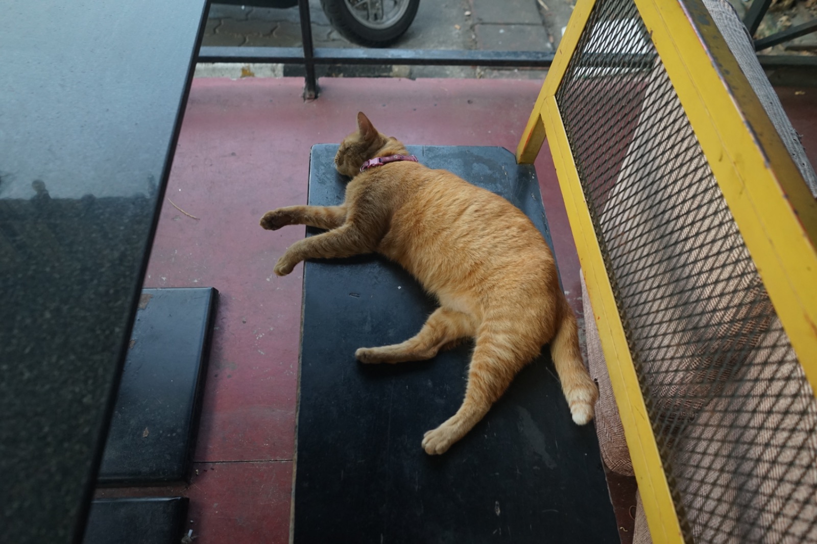 The Fold บ้านหมี pets image 1