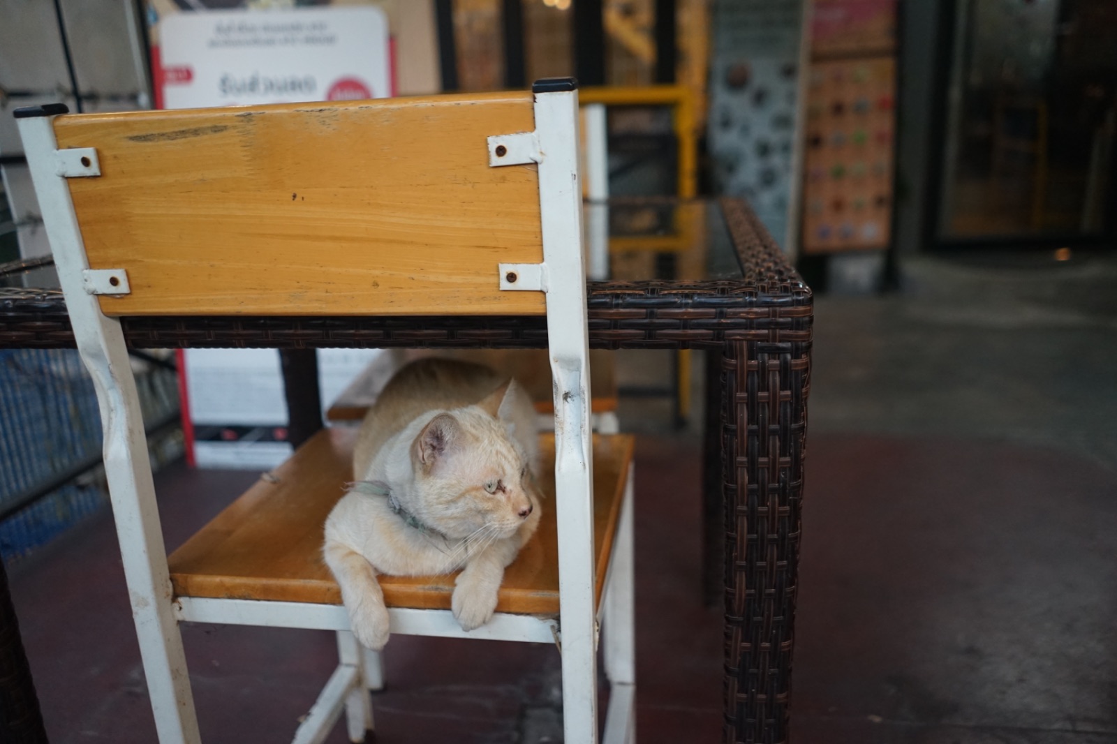 The Fold บ้านหมี pets image 2