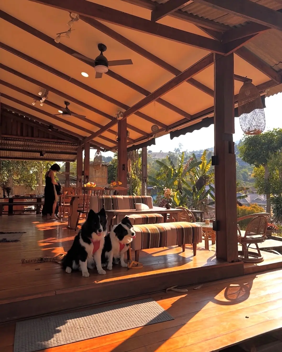 Ashi Cafe pets image 3