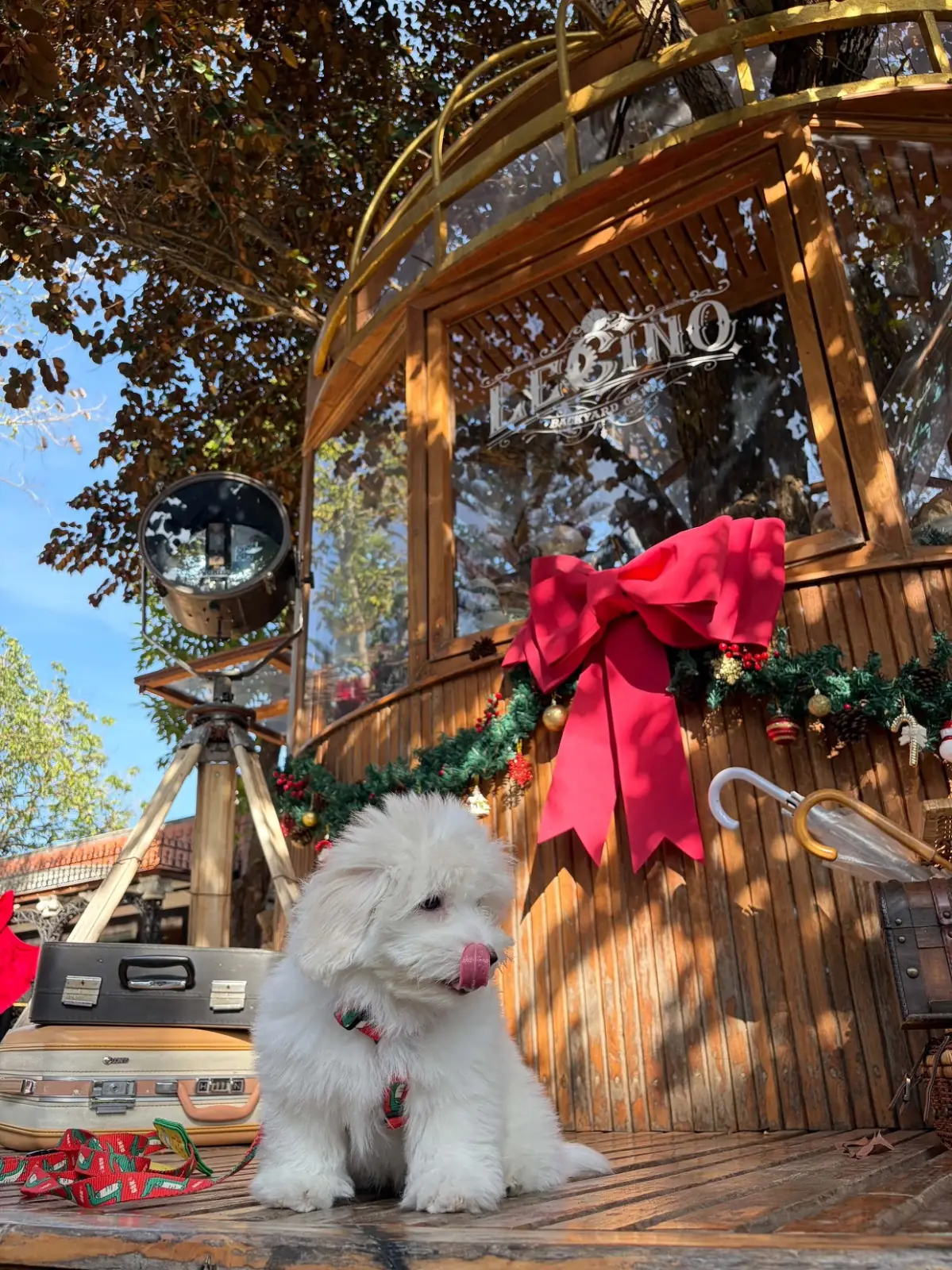 Lecino Backyard Cafe pets image 1