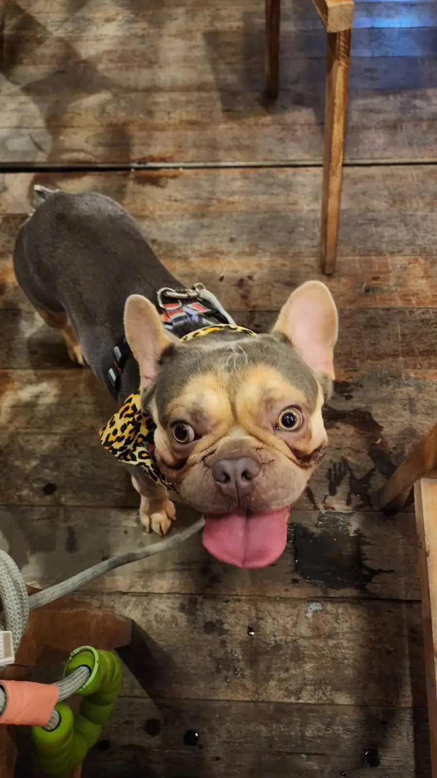 ประมงสุข ซีฟู้ด pets image 1