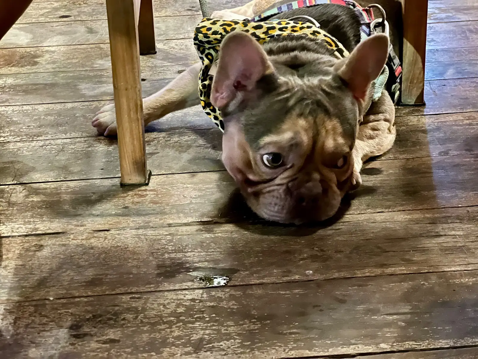 ประมงสุข ซีฟู้ด pets image 2