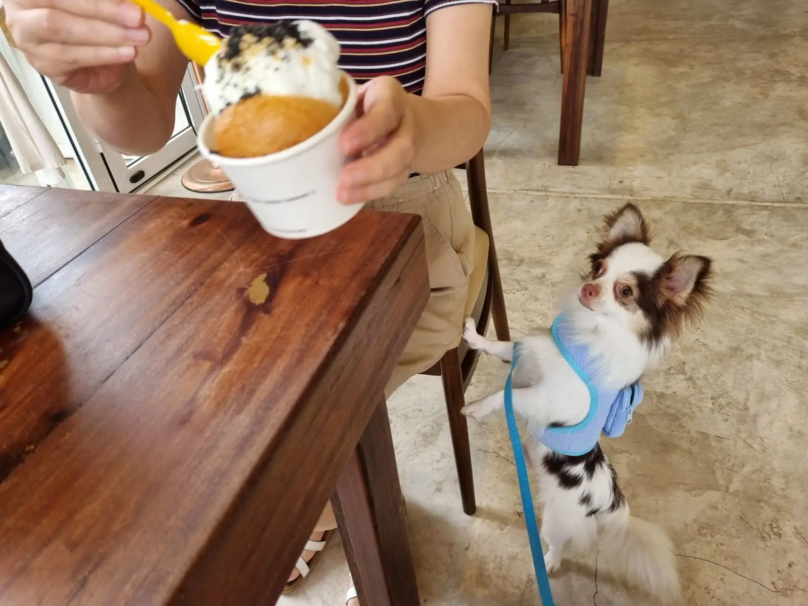 Imm.Paknham pets image 1