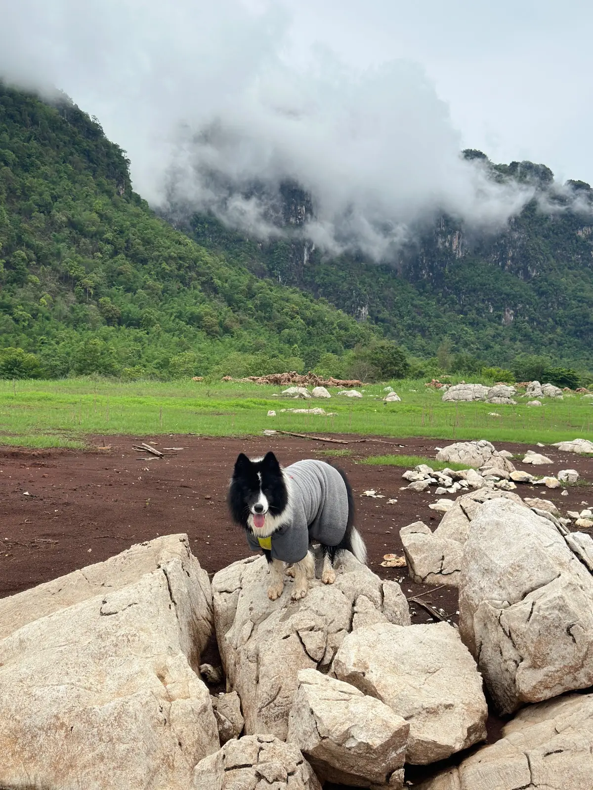 ทิวผาภูมิ เบสแคมป์ pets image 2