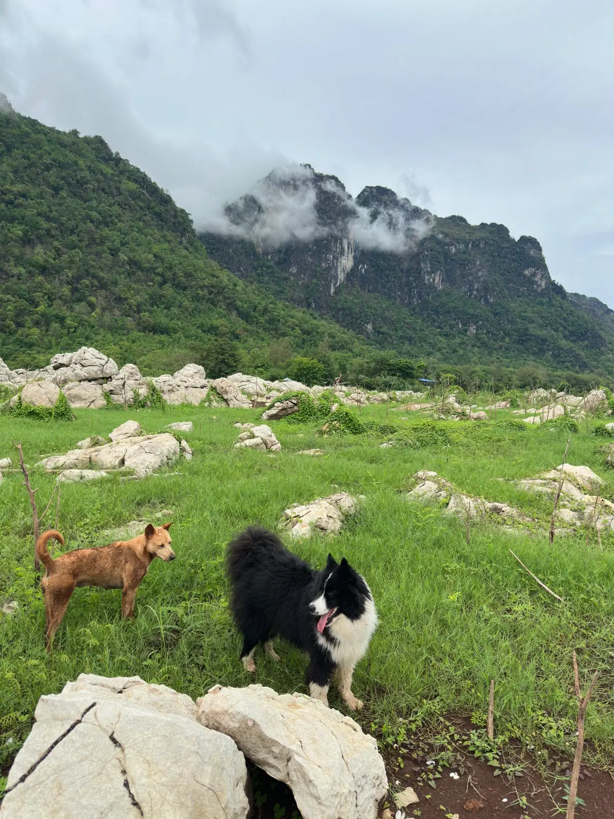 ทิวผาภูมิ เบสแคมป์ pets image 1