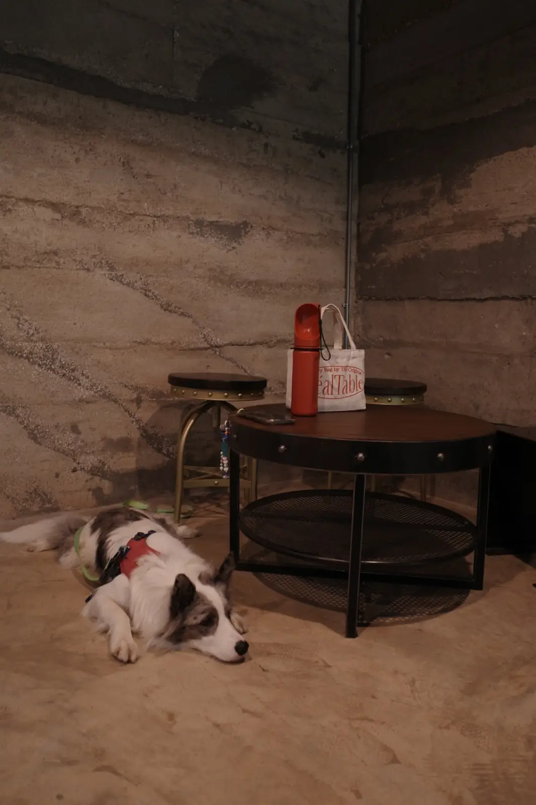 No.8 Coffee House pets image 1