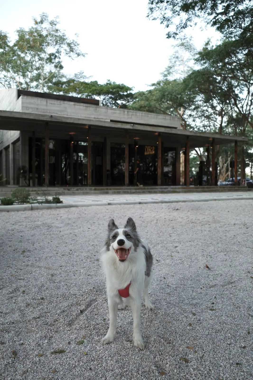 No.8 Coffee House pets image 2