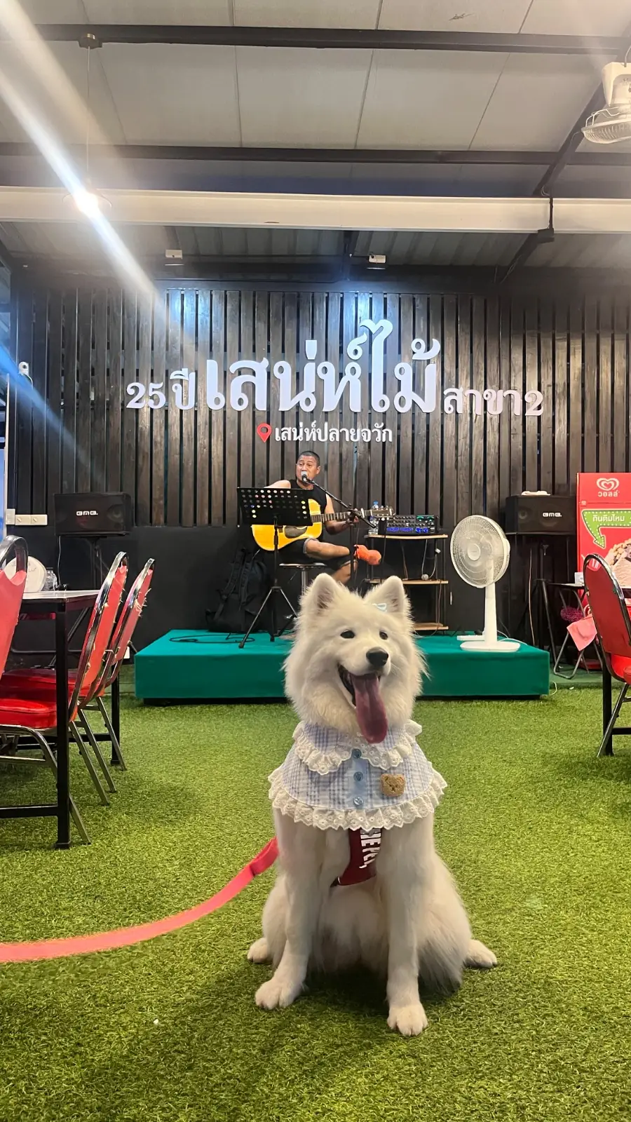 เสน่ห์ไม้ pets image 3