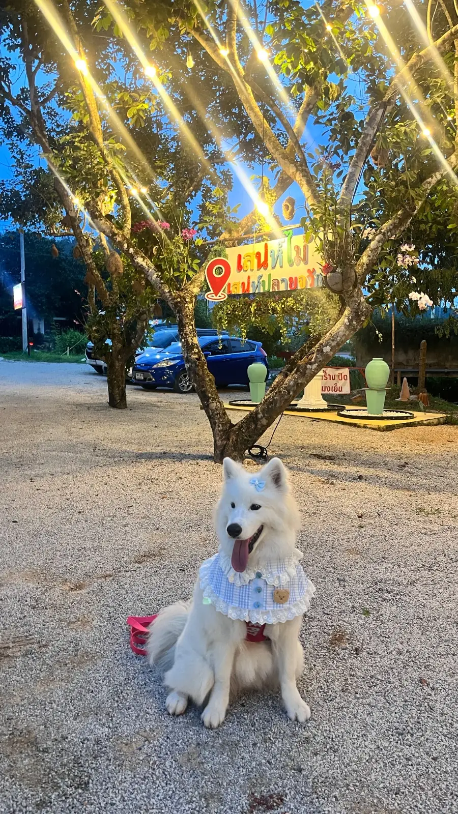 เสน่ห์ไม้ pets image 1