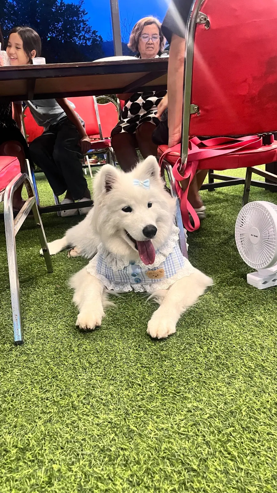 เสน่ห์ไม้ pets image 4