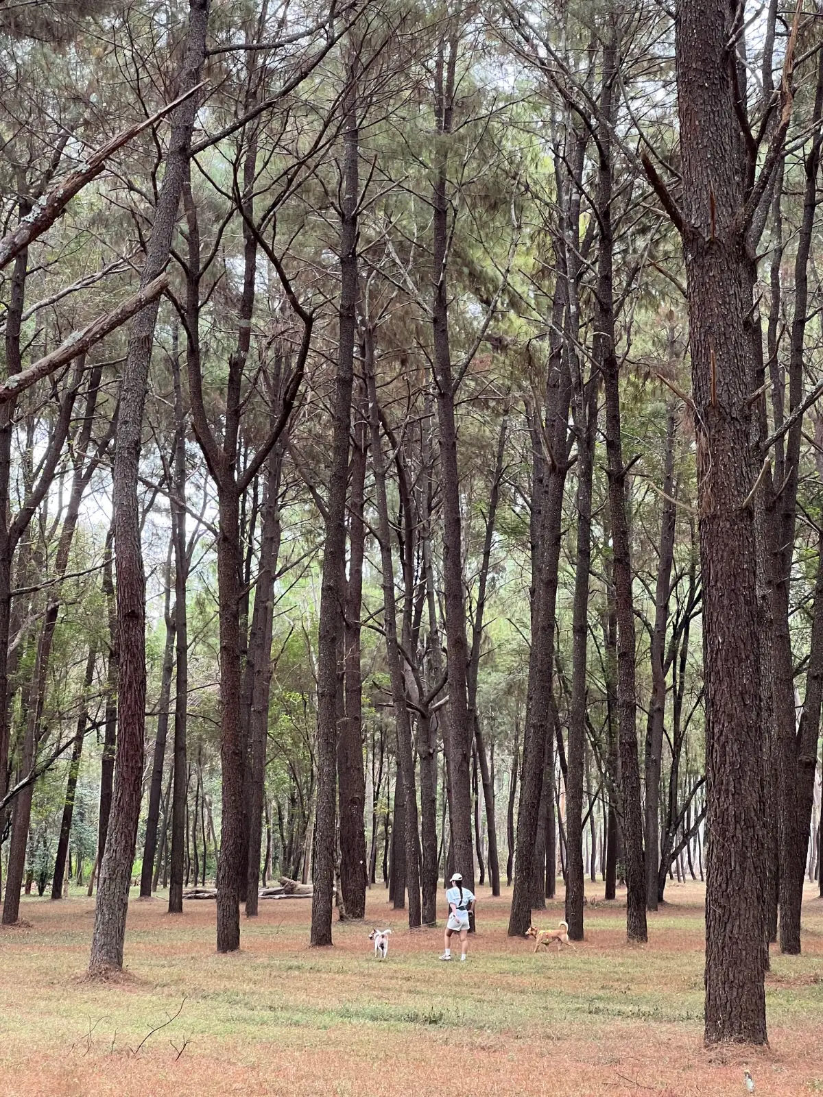 สวนสนแม่แตง overall image 1