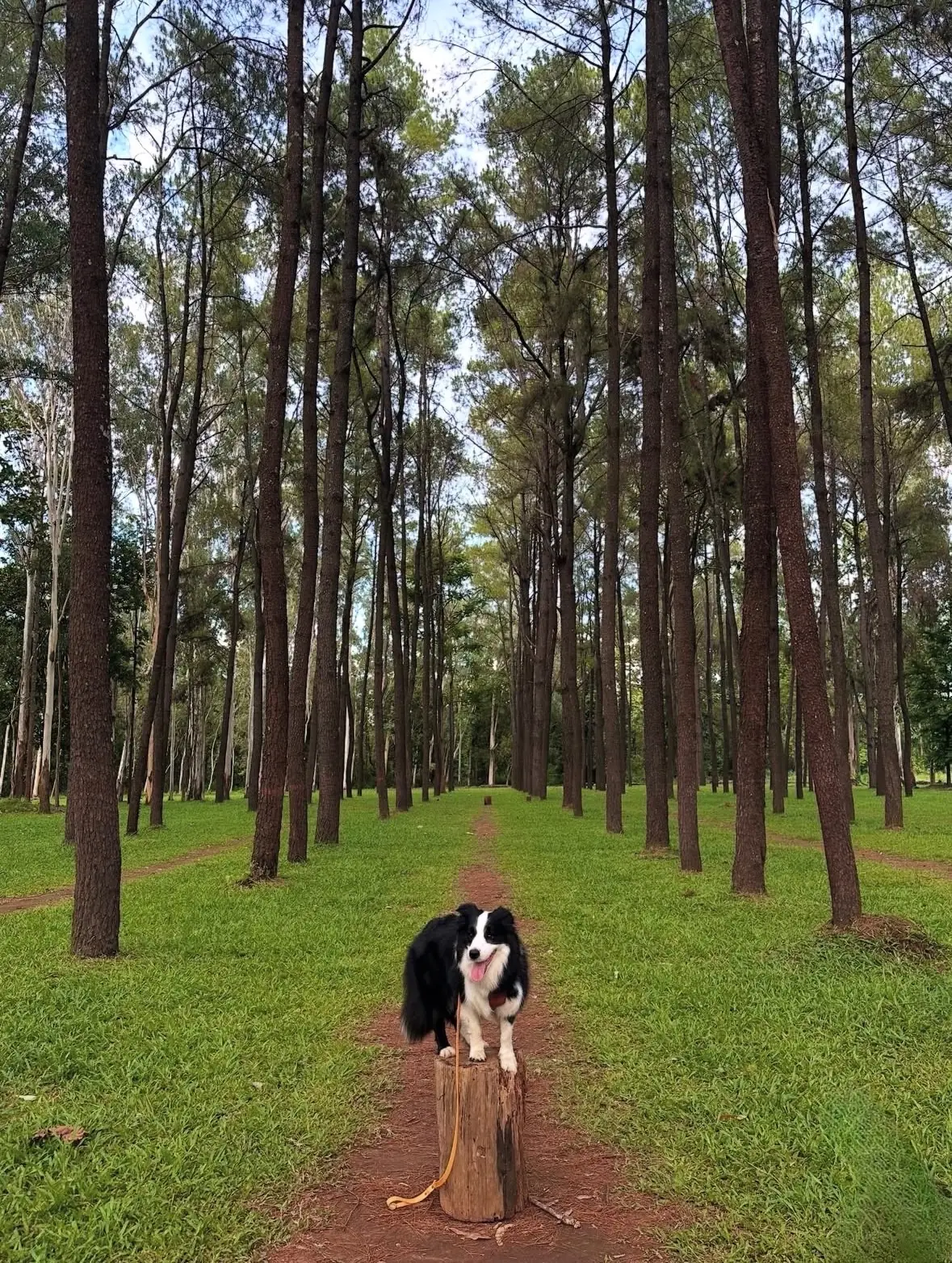 สวนสนแม่แตง pets image 1