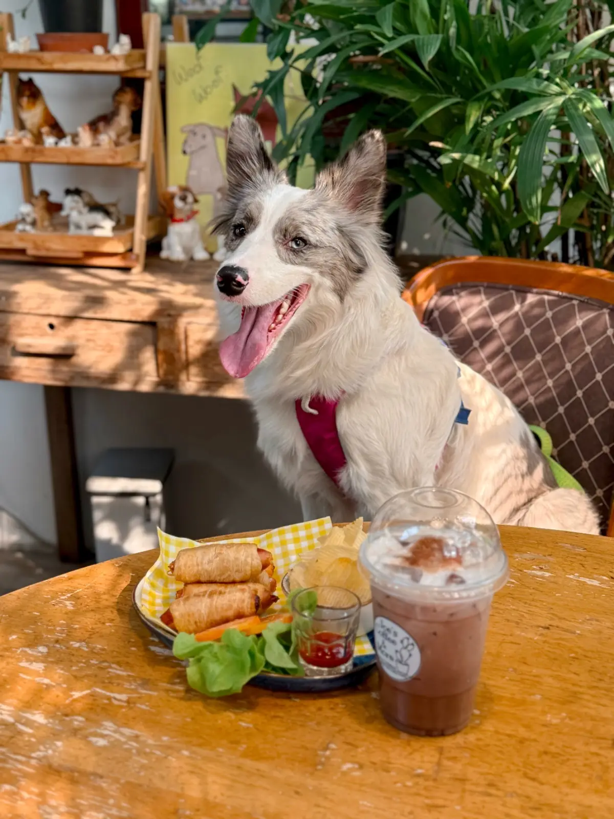 Joe's Coffee & More pets image 4