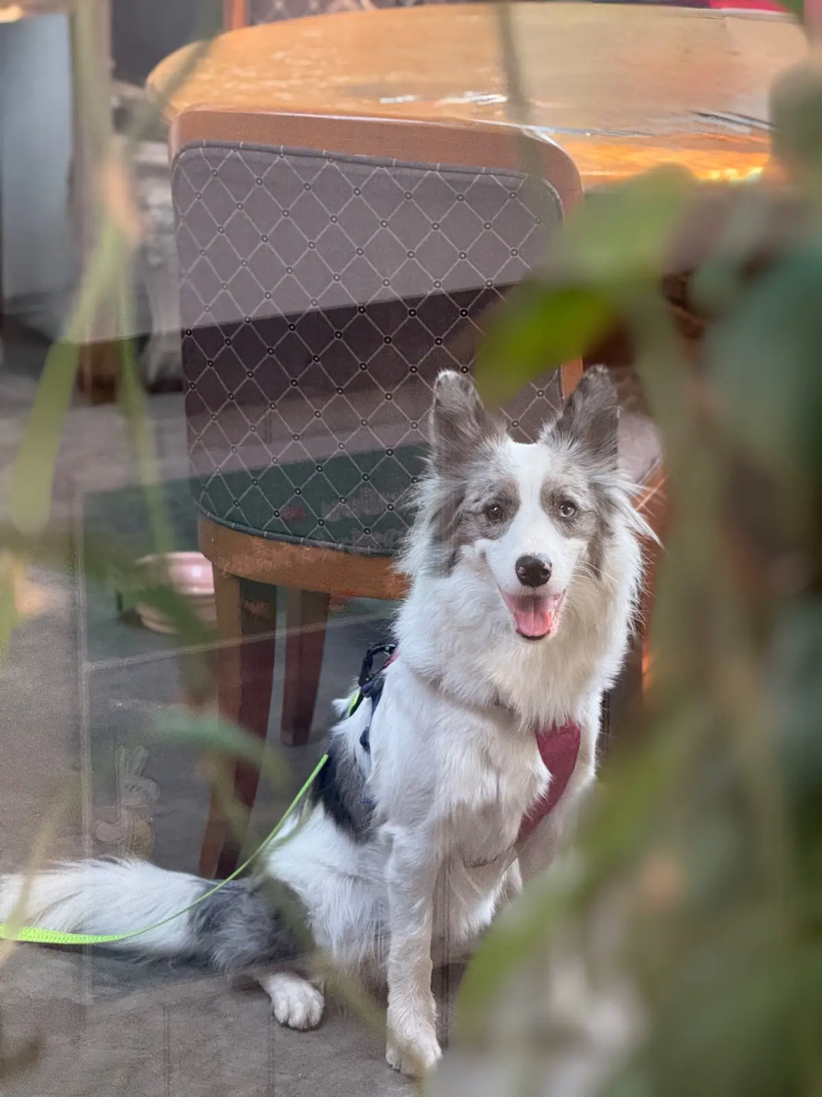 Joe's Coffee & More pets image 1