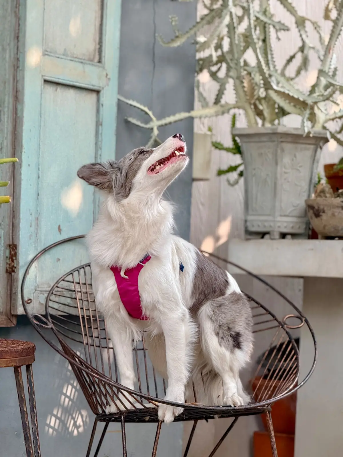 Joe's Coffee & More pets image 3