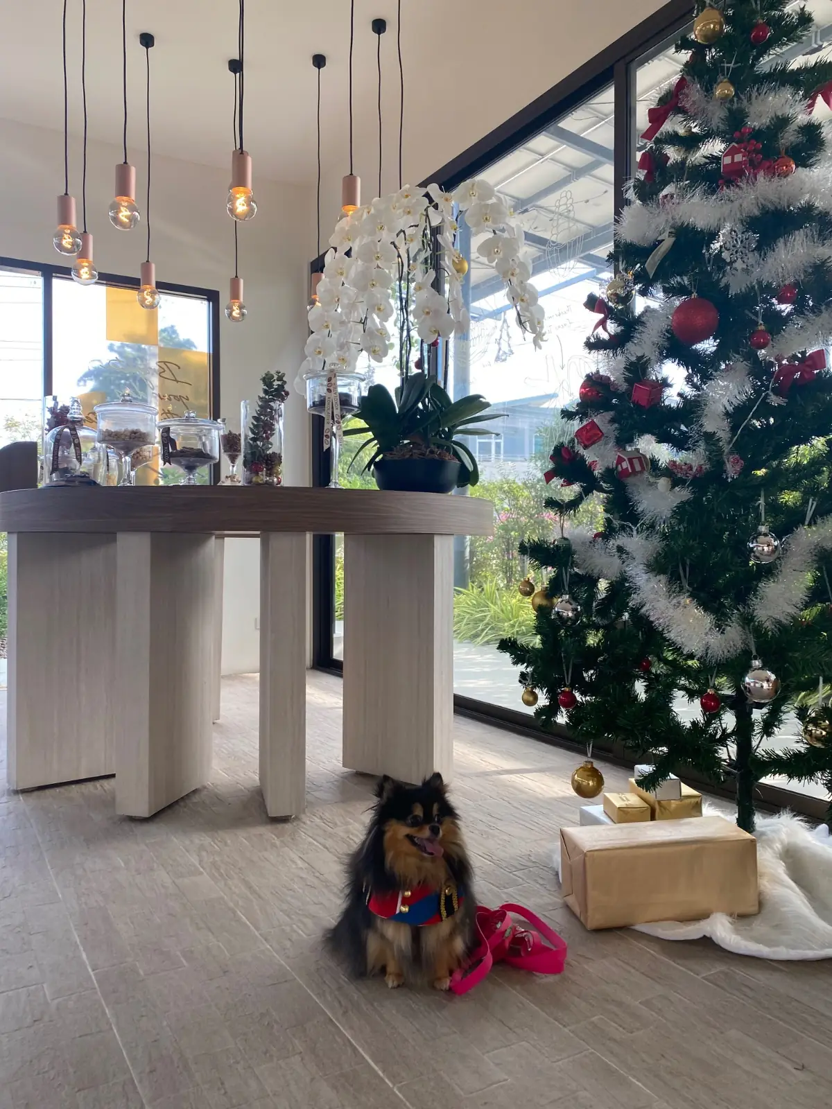 KOKOLATIER pets image 1