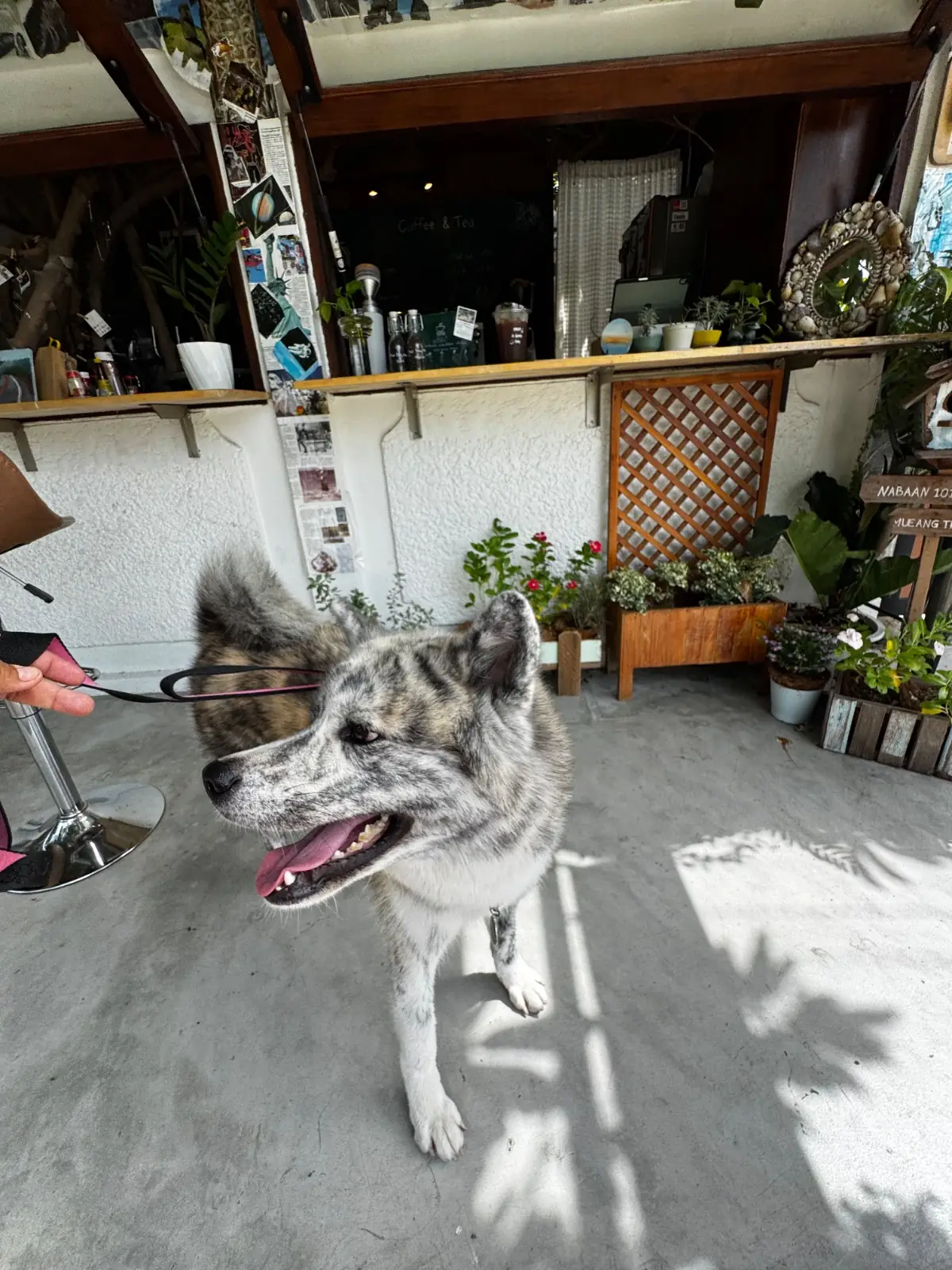 Jump A Tip Cafe - Sukhumvit 101 pets image 3