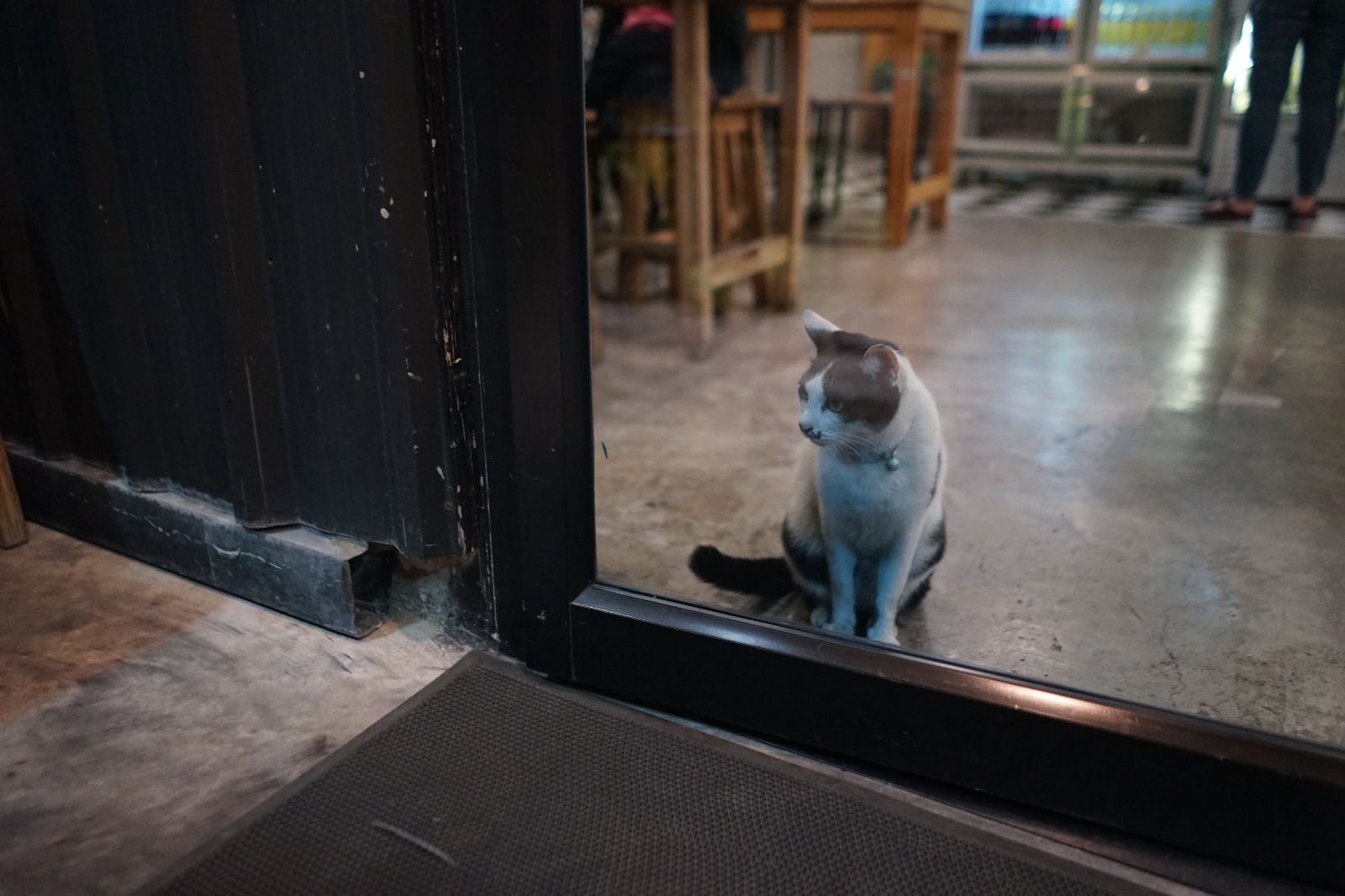 สเต็ก ส.อร่อย pets image 2