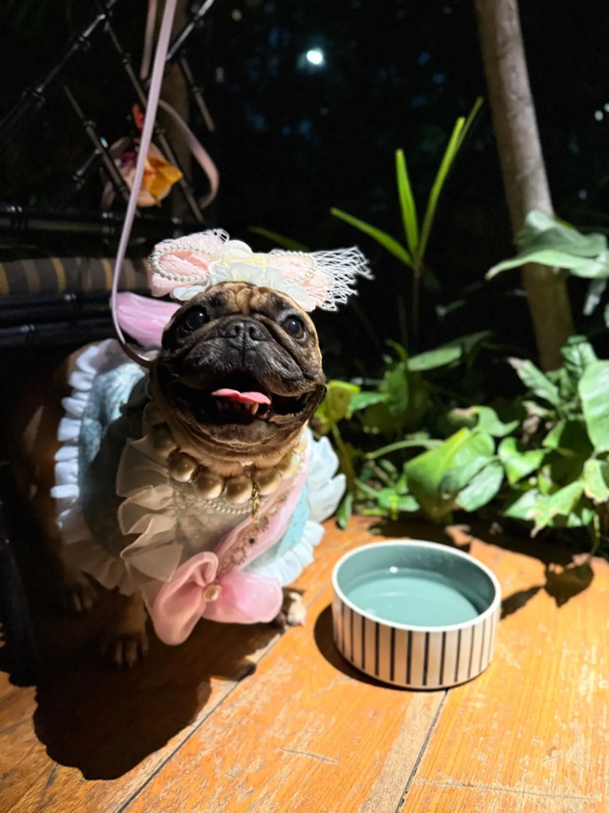 Jim Thompson, A Thai Restaurant pets image 2