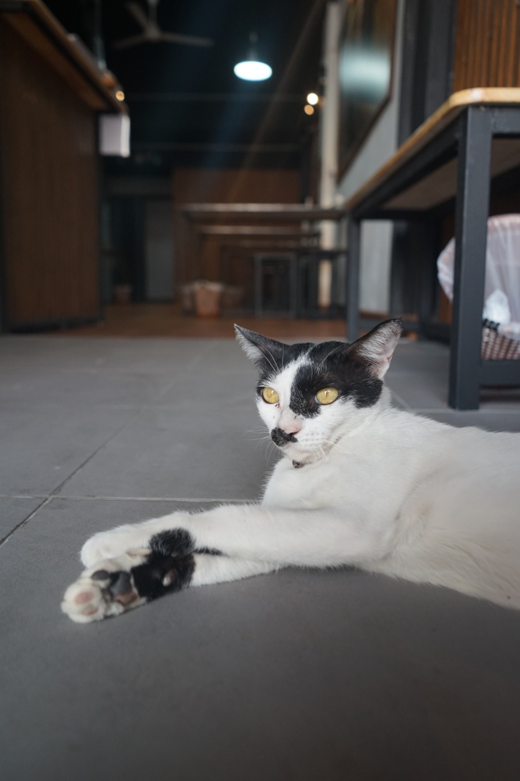 ก็เพราะกะเพรา - นวลจันทร์ pets image 2